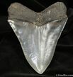 Inch Megalodon Tooth - Collector Quality #1528-2